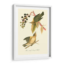 Audubons Warbler - John James Audubon | Cuadro decorativo de Canvas Lab