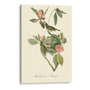 Audubons Vireo - John James Audubon | Cuadro decorativo de Canvas Lab
