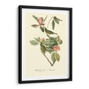 Audubons Vireo - John James Audubon | Cuadro decorativo de Canvas Lab