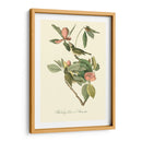 Audubons Vireo - John James Audubon | Cuadro decorativo de Canvas Lab