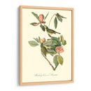 Audubons Vireo - John James Audubon | Cuadro decorativo de Canvas Lab
