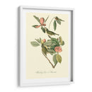 Audubons Vireo - John James Audubon | Cuadro decorativo de Canvas Lab