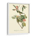Audubons Vireo - John James Audubon | Cuadro decorativo de Canvas Lab