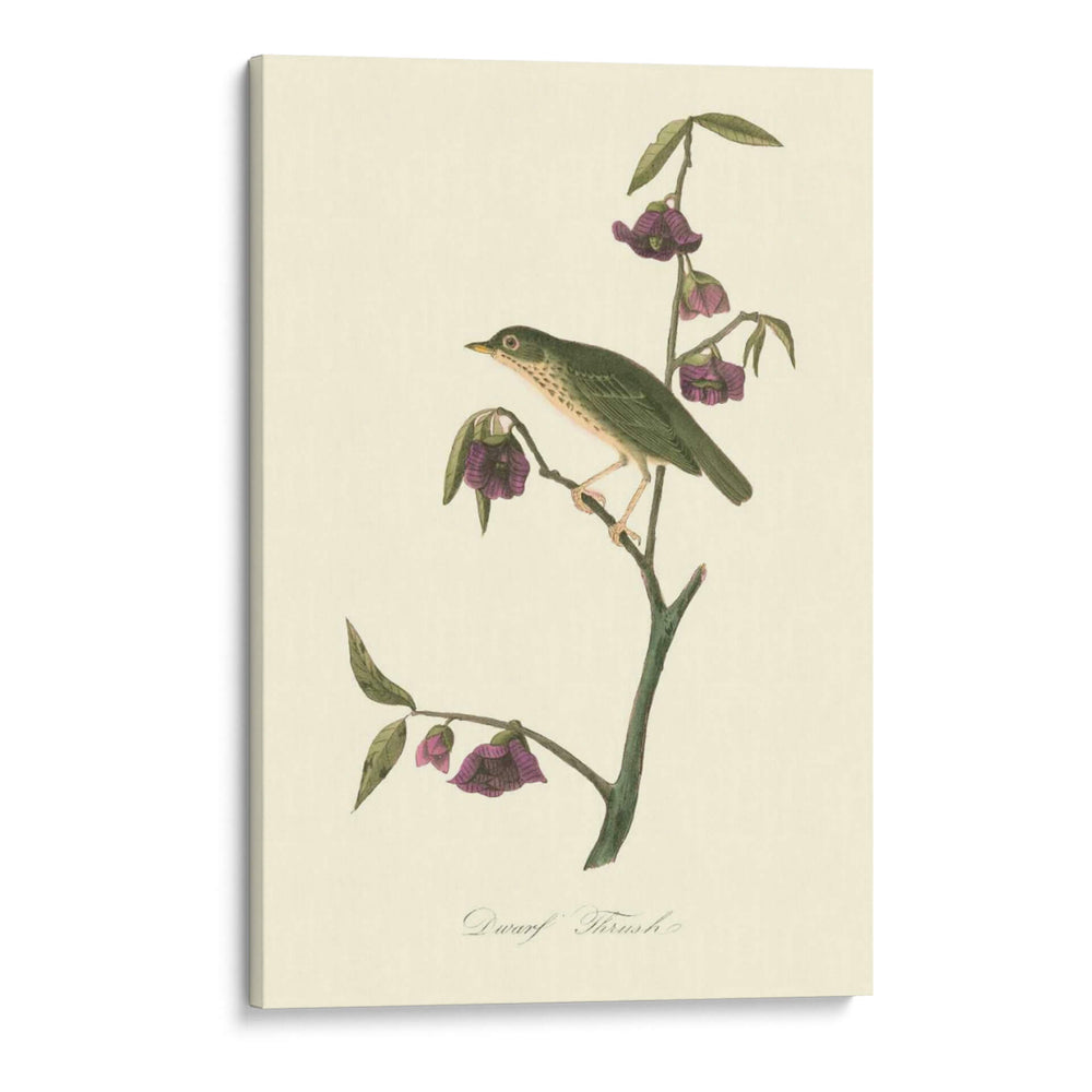 Audubons Thrush - John James Audubon | Cuadro decorativo de Canvas Lab