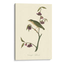 Audubons Thrush - John James Audubon | Cuadro decorativo de Canvas Lab