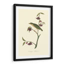 Audubons Thrush - John James Audubon | Cuadro decorativo de Canvas Lab