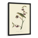 Audubons Thrush - John James Audubon | Cuadro decorativo de Canvas Lab