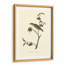 Audubons Thrush - John James Audubon | Cuadro decorativo de Canvas Lab