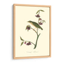 Audubons Thrush - John James Audubon | Cuadro decorativo de Canvas Lab