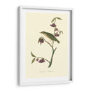 Audubons Thrush - John James Audubon | Cuadro decorativo de Canvas Lab