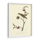 Audubons Thrush - John James Audubon | Cuadro decorativo de Canvas Lab