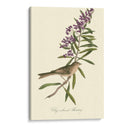 Audubons Bunting - John James Audubon | Cuadro decorativo de Canvas Lab