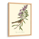 Audubons Bunting - John James Audubon | Cuadro decorativo de Canvas Lab