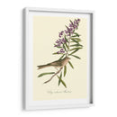 Audubons Bunting - John James Audubon | Cuadro decorativo de Canvas Lab