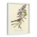 Audubons Bunting - John James Audubon | Cuadro decorativo de Canvas Lab