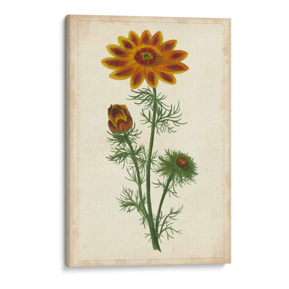 Vibrante Curtis Botanicals I | Cuadro decorativo de Canvas Lab