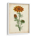 Vibrante Curtis Botanicals I | Cuadro decorativo de Canvas Lab