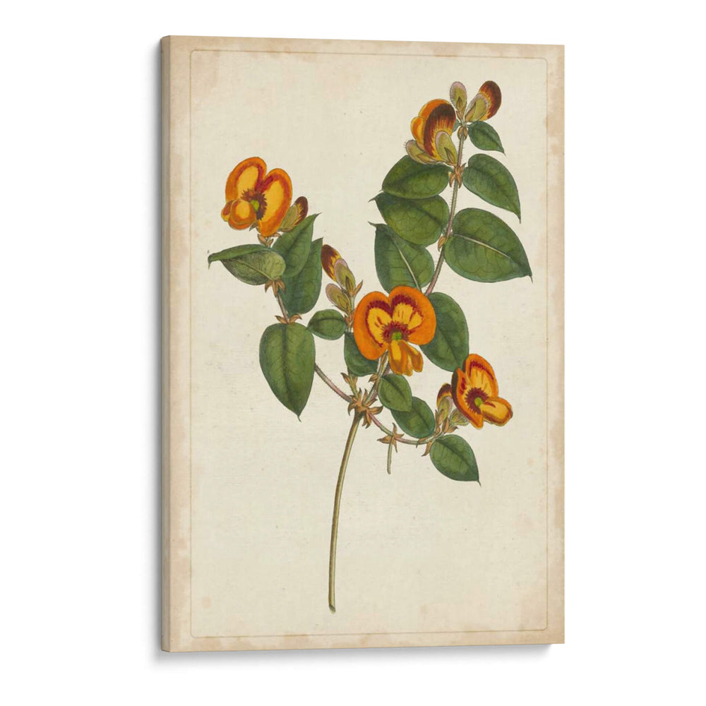 Vibrant Curtis Botanicals Ii | Cuadro decorativo de Canvas Lab