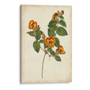 Vibrant Curtis Botanicals Ii | Cuadro decorativo de Canvas Lab