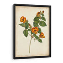 Vibrant Curtis Botanicals Ii | Cuadro decorativo de Canvas Lab