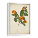 Vibrant Curtis Botanicals Ii | Cuadro decorativo de Canvas Lab