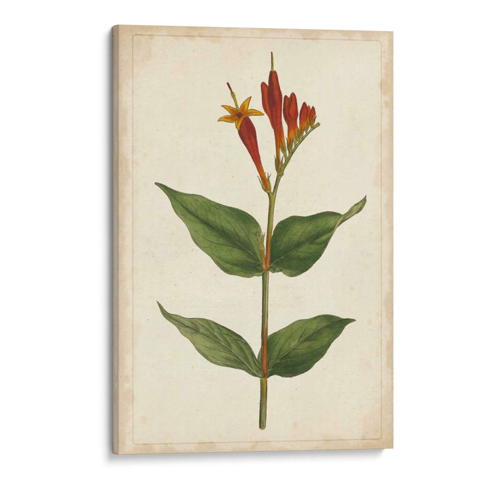 Vibrant Curtis Botanicals Iii | Cuadro decorativo de Canvas Lab