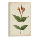 Vibrant Curtis Botanicals Iii | Cuadro decorativo de Canvas Lab