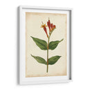 Vibrant Curtis Botanicals Iii | Cuadro decorativo de Canvas Lab