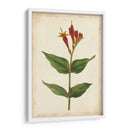 Vibrant Curtis Botanicals Iii | Cuadro decorativo de Canvas Lab