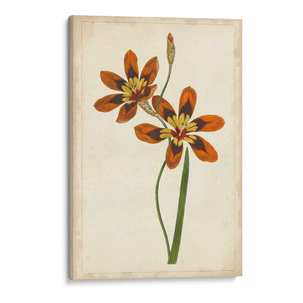 Vibrante Curtis Botanicals Iv | Cuadro decorativo de Canvas Lab