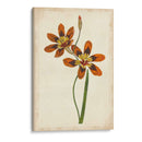 Vibrante Curtis Botanicals Iv | Cuadro decorativo de Canvas Lab