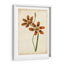 Vibrante Curtis Botanicals Iv | Cuadro decorativo de Canvas Lab