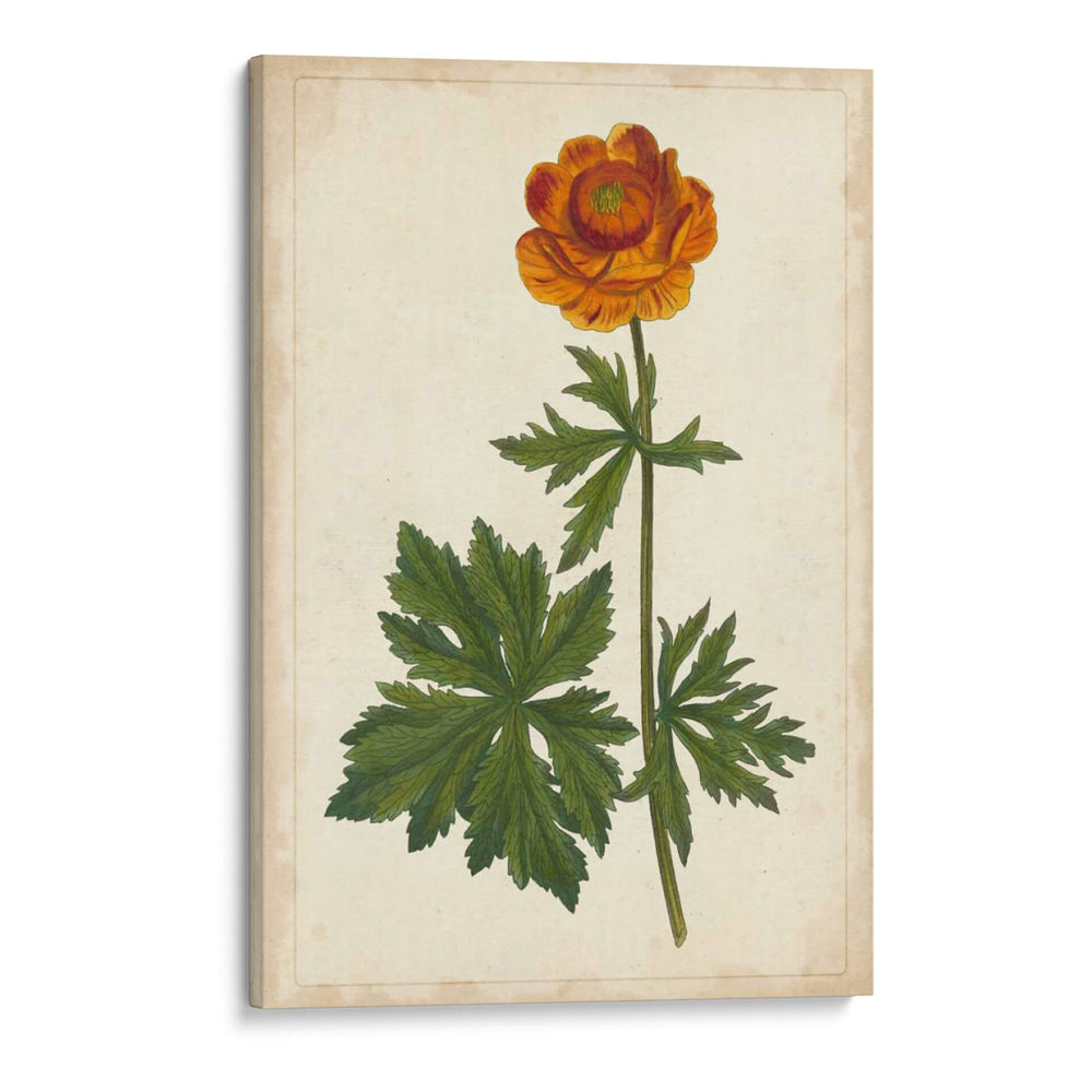 Vibrant Curtis Botanicals V | Cuadro decorativo de Canvas Lab