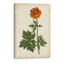 Vibrant Curtis Botanicals V | Cuadro decorativo de Canvas Lab