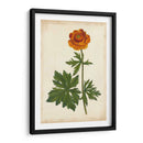 Vibrant Curtis Botanicals V | Cuadro decorativo de Canvas Lab