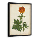 Vibrant Curtis Botanicals V | Cuadro decorativo de Canvas Lab