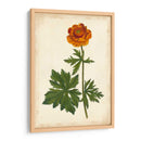 Vibrant Curtis Botanicals V | Cuadro decorativo de Canvas Lab