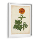 Vibrant Curtis Botanicals V | Cuadro decorativo de Canvas Lab