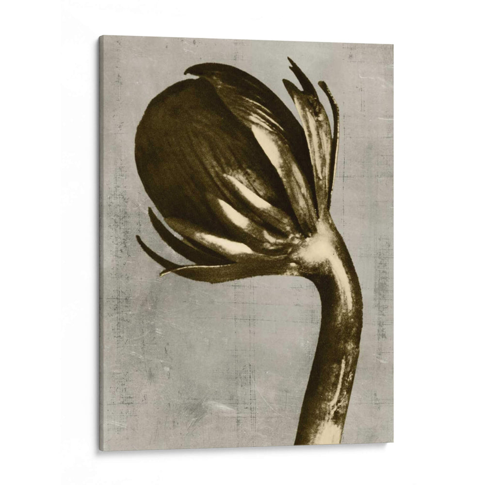 Blossfeldt Redeux Iii - Vision Studio | Cuadro decorativo de Canvas Lab
