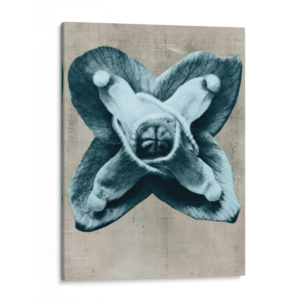 Blossfeldt Redeux Iv - Vision Studio | Cuadro decorativo de Canvas Lab