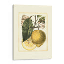 Estudio De Limón Francés I - A. Risso | Cuadro decorativo de Canvas Lab