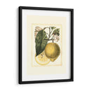 Estudio De Limón Francés I - A. Risso | Cuadro decorativo de Canvas Lab