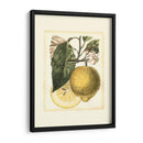 Estudio De Limón Francés I - A. Risso | Cuadro decorativo de Canvas Lab