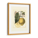 Estudio De Limón Francés I - A. Risso | Cuadro decorativo de Canvas Lab