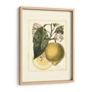 Estudio De Limón Francés I - A. Risso | Cuadro decorativo de Canvas Lab