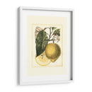 Estudio De Limón Francés I - A. Risso | Cuadro decorativo de Canvas Lab