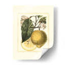 Estudio De Limón Francés I - A. Risso | Cuadro decorativo de Canvas Lab