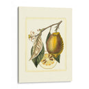 Estudio De Limón Francés Ii - A. Risso | Cuadro decorativo de Canvas Lab