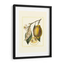 Estudio De Limón Francés Ii - A. Risso | Cuadro decorativo de Canvas Lab