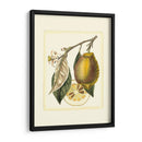 Estudio De Limón Francés Ii - A. Risso | Cuadro decorativo de Canvas Lab